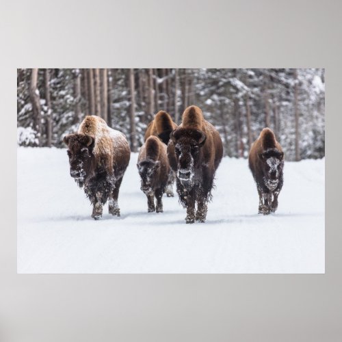 Bison in Snow Poster