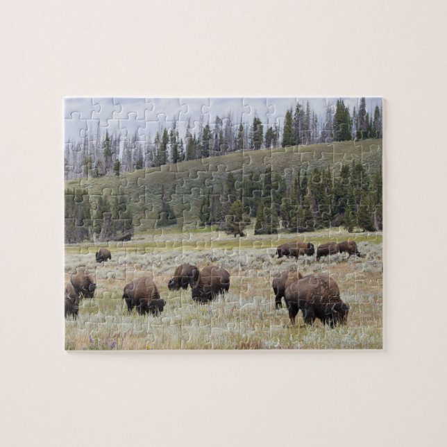 Bison in the Hayden Valley of Yellowstone Jigsaw Puzzle (Horizontal)