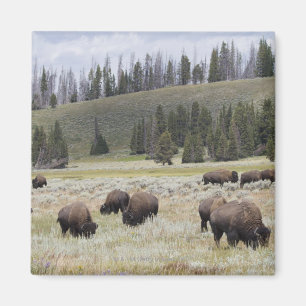 Bison in the Hayden Valley of Yellowstone Magnet