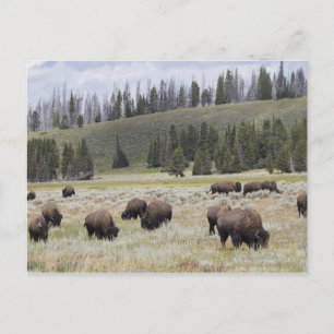 Bison in the Hayden Valley of Yellowstone Postcard
