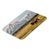 Bison in the Tetons Magnet | Zazzle