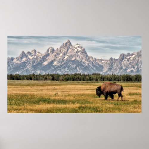 Bison in the Tetons Poster