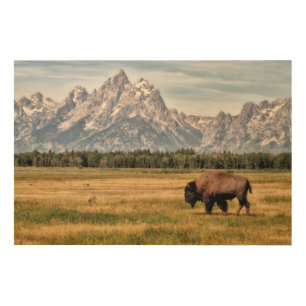Bison in the Tetons Wood Wall Art