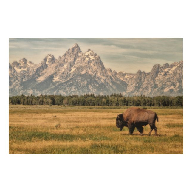 Bison in the Tetons Wood Wall Art (Front)