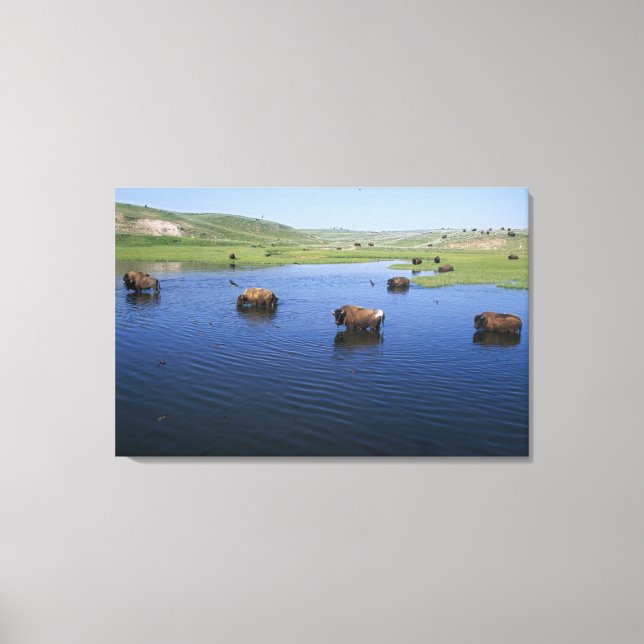 Bison In The Water With Numerous Cliff Swallows Canvas Print (Front)