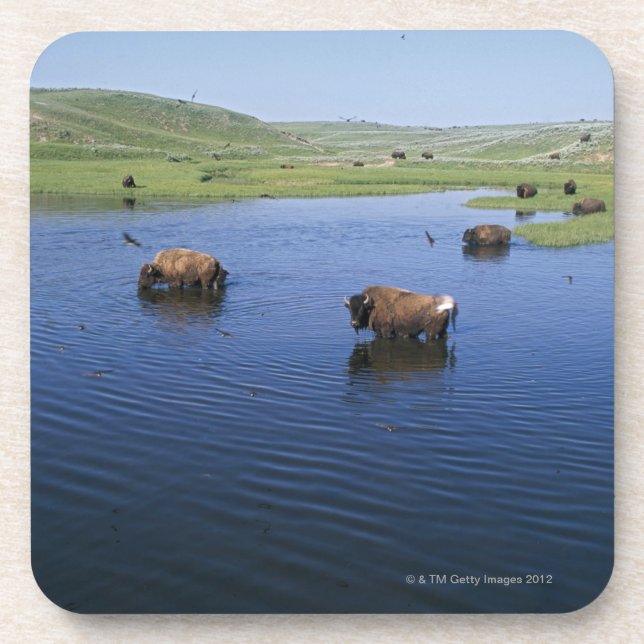 Bison In The Water With Numerous Cliff Swallows Drink Coaster (Front)