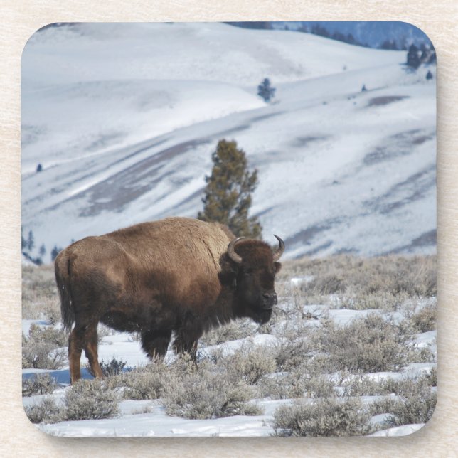 Bison in the Winter Mountains of Yellowstone Drink Coaster (Front)