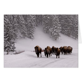 Bison In Winter by usyellowstone at Zazzle