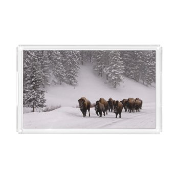 Bison In Winter Acrylic Tray by usyellowstone at Zazzle