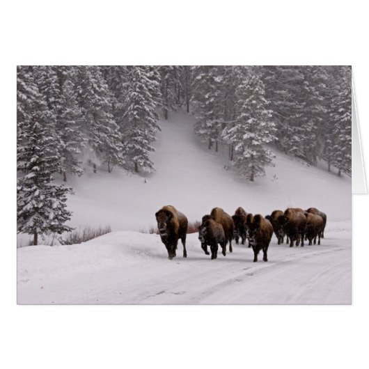 Bison in Winter Cards (Front Horizontal)