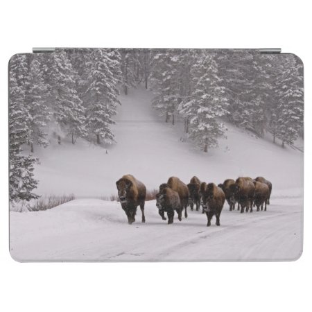 Bison In Winter Ipad Air Cover