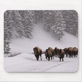 Bison In Winter Mouse Pad by usyellowstone at Zazzle