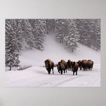 Bison In Winter Poster by usyellowstone at Zazzle