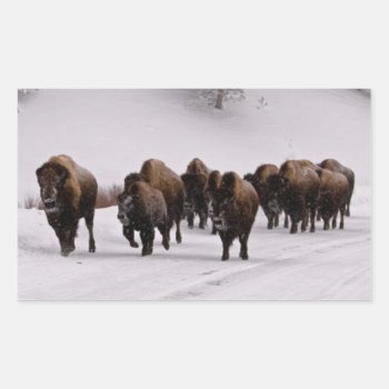 Bison In Winter Rectangular Sticker by usyellowstone at Zazzle