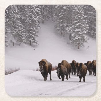 Bison In Winter Square Paper Coaster by usyellowstone at Zazzle