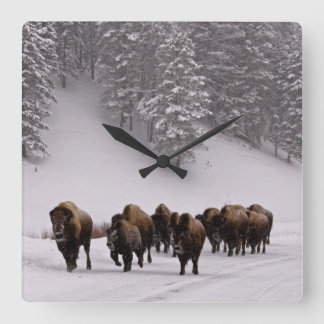 Bison in Winter Square Wall Clock