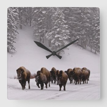 Bison In Winter Square Wall Clock by usyellowstone at Zazzle