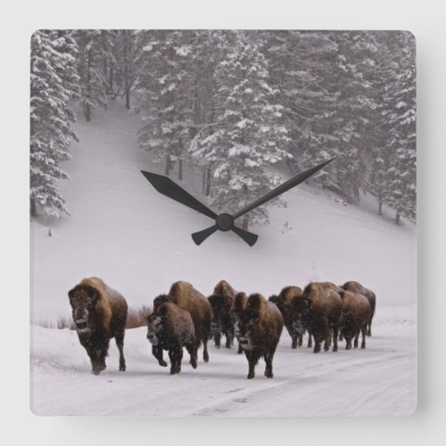 Bison in Winter Square Wall Clock