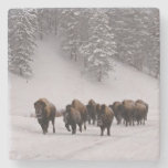 Bison In Winter Stone Coaster at Zazzle