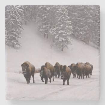 Bison In Winter Stone Coaster by usyellowstone at Zazzle