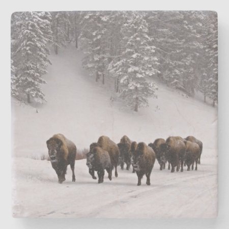 Bison In Winter Stone Coaster