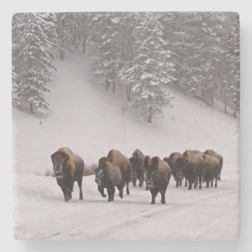 Bison in Winter Stone Coaster