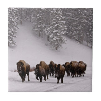 Bison in Winter Tile