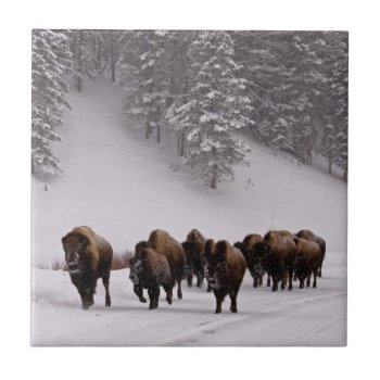 Bison In Winter Tile by usyellowstone at Zazzle