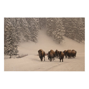 Bison in Winter Wood Wall Decor