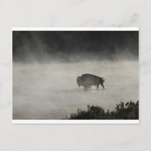 Bison in Winter Yellowstone Postcard