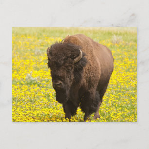 Bison in yellow postcard