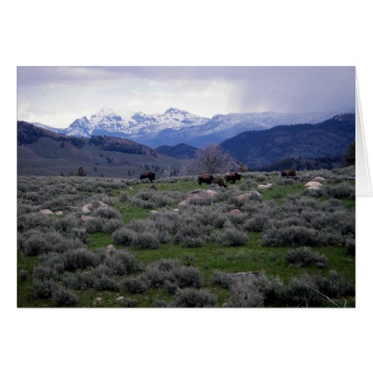 Bison in Yellowstone Cards (Front Horizontal)