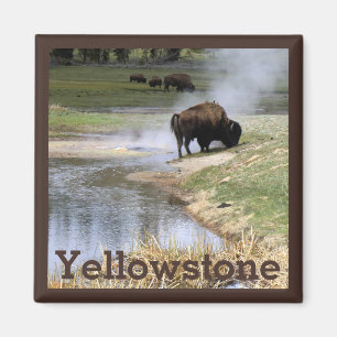 Bison in Yellowstone National Park Magnet