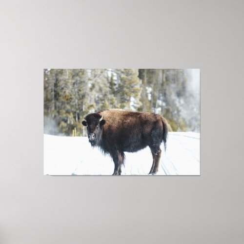 Bison in Yellowstone National Park Photo Canvas Print