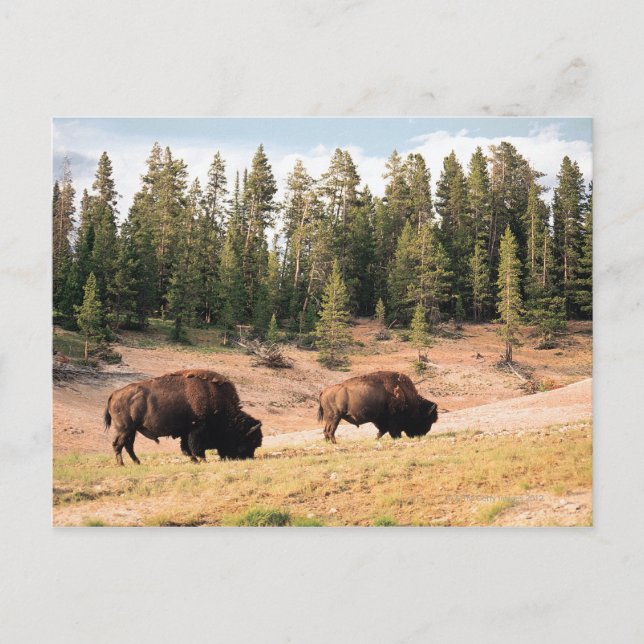 Bison in Yellowstone National Park , Wyoming Postcard (Front)