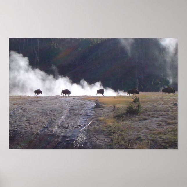 Bison in Yellowstone Poster (Front)
