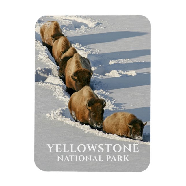 Bison Line Walking through Deep Snow, Yellowstone Magnet (Vertical)
