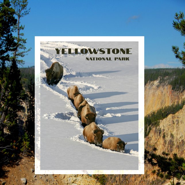 Bison Line Walking through Deep Snow, Yellowstone Postcard (Creator Uploaded)