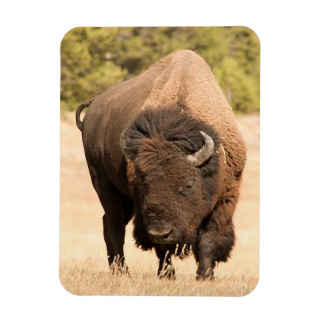 Bison Magnet (Vertical)