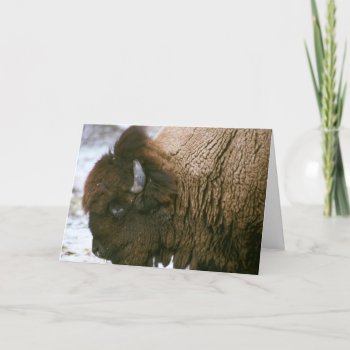 Bison Merry Christmas Card by Artnmore at Zazzle
