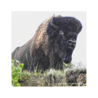 Bison Metal Wall Art