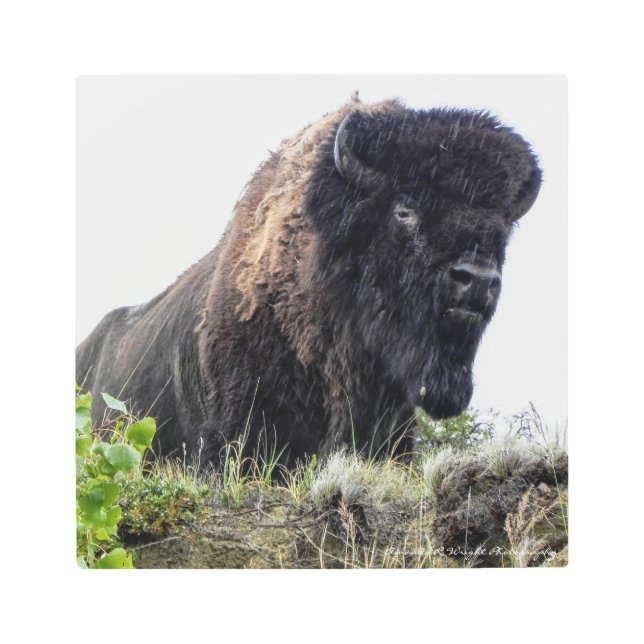 Bison Metal Wall Art (Front)