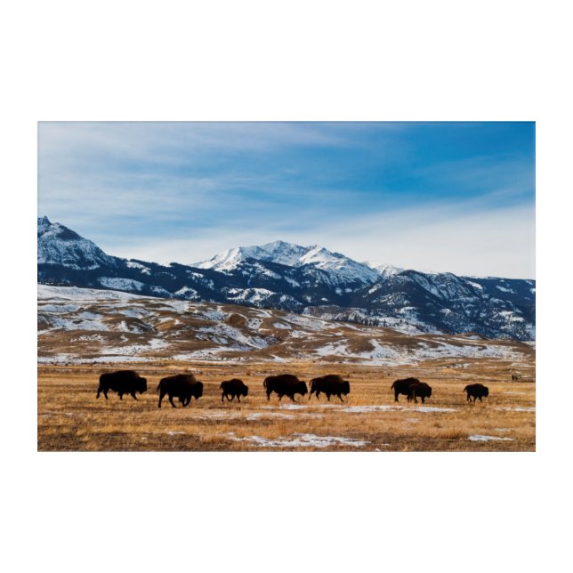 Bison Migration Acrylic Print (Front)