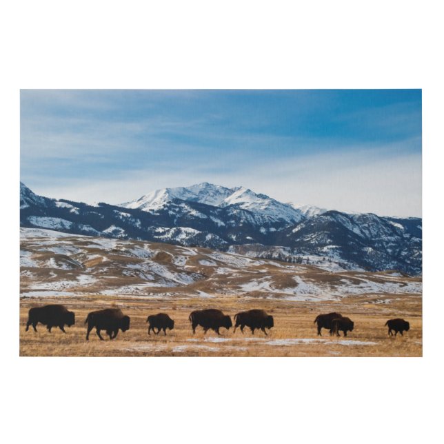 Bison Migration Faux Canvas Print (Front)