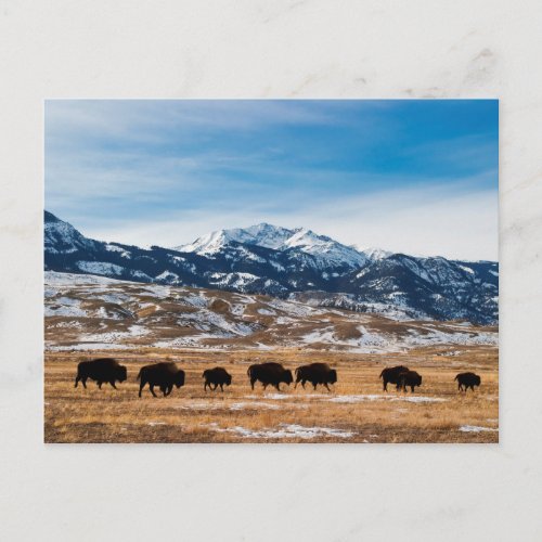 Bison Migration Postcard