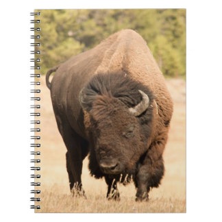 Bison Notebook