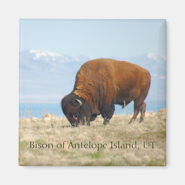 Bison of Antelope Island, UT Magnet (Front)