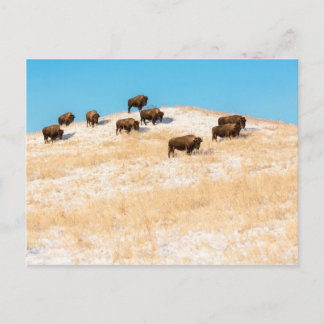 Bison on a hill postcard