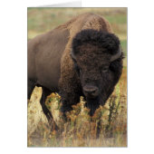 Bison photo (Front)