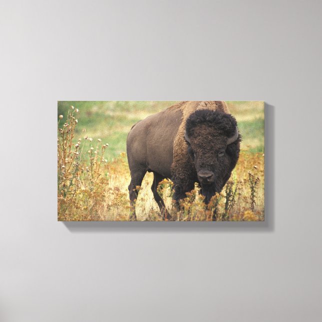 Bison photo canvas print (Front)